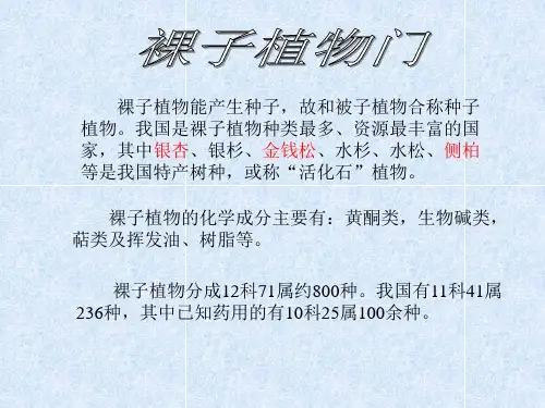 裸子植物