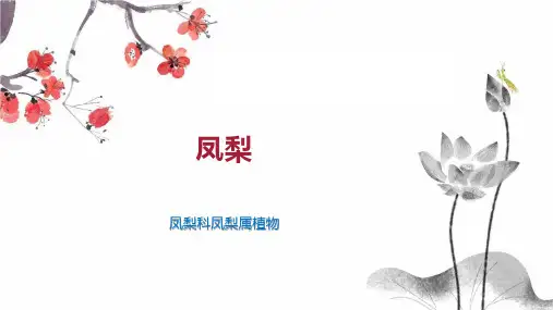 凤梨    