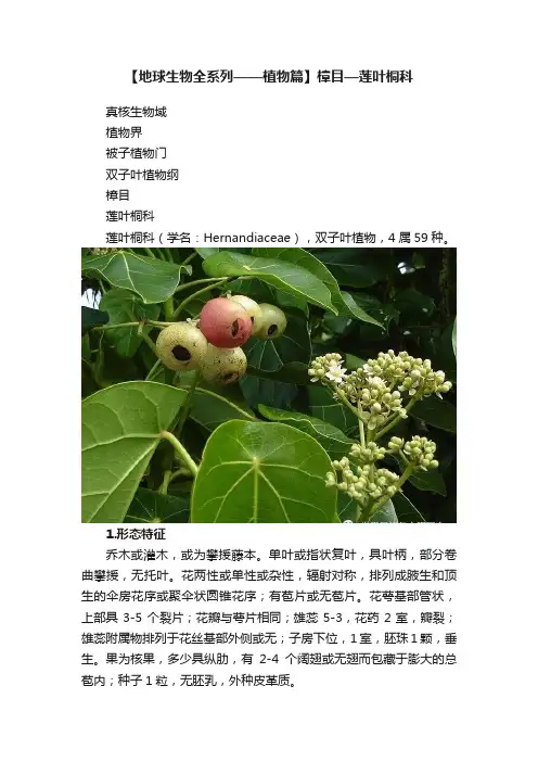 【地球生物全系列——植物篇】樟目—莲叶桐科
