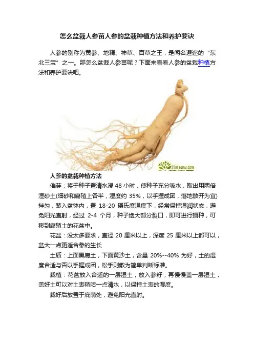 怎么盆栽人参苗人参的盆栽种植方法和养护要诀