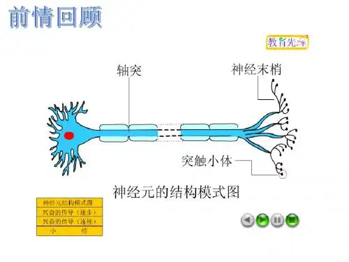 人教版高中生物必修三2.1通过神经系统的调节(第2课时)——兴奋的传递17PPT
