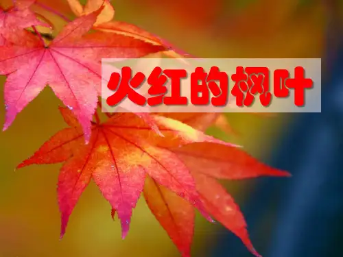 《火红的枫叶》课件PPT文档