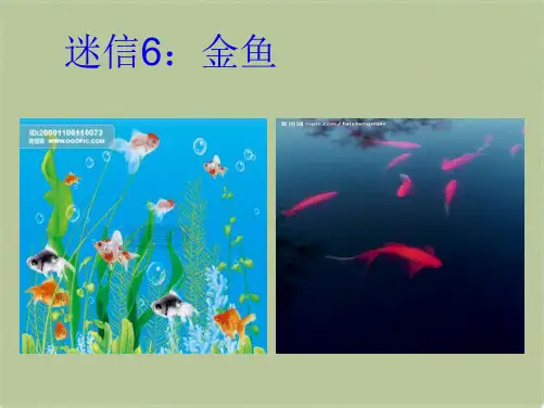 教科小学科学三上《2.6、金鱼》PPT课件(2)[精选](共7张PPT)