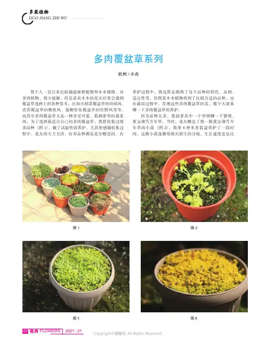 多肉覆盆草系列