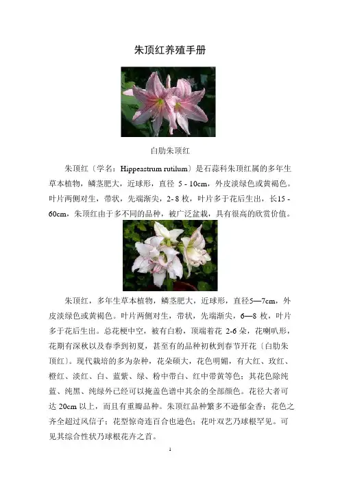 朱顶红养殖手册