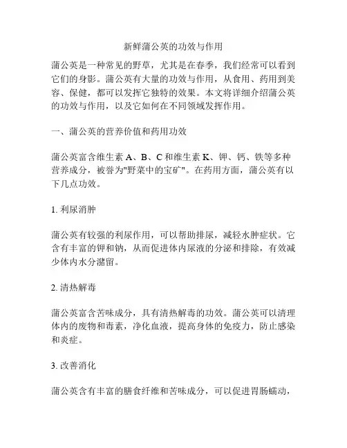 新鲜蒲公英的功效与作用
