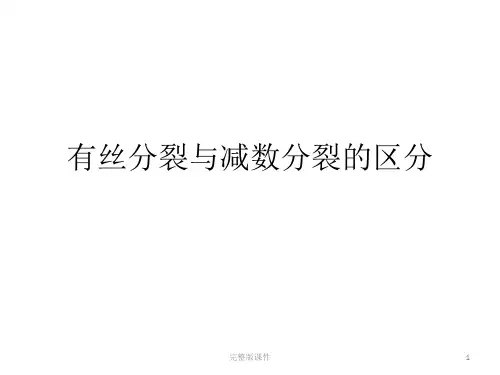 减数分裂和有丝分裂的区别ppt课件