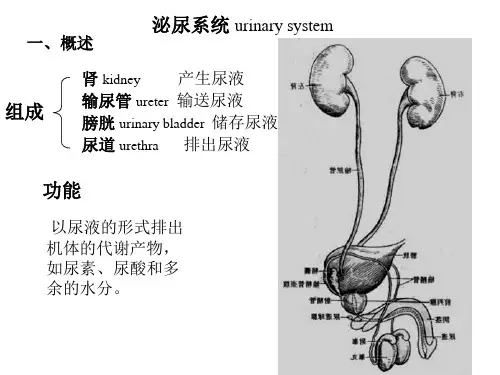 人体解剖学资料—泌尿系统