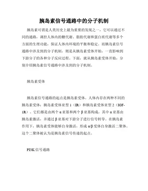 胰岛素信号通路中的分子机制
