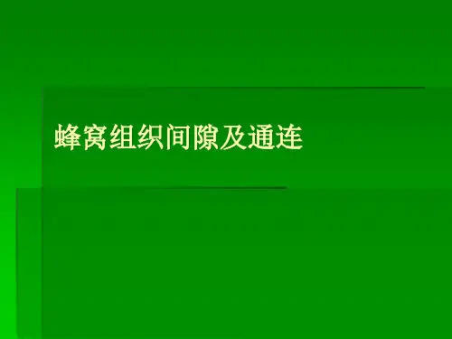 蜂窝组织间隙及通连精品PPT课件