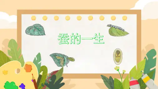 教科版科学三年级下册 6 蚕的一生 课件(共14张PPT)