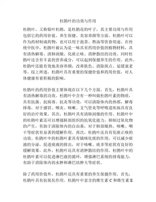 杜鹃叶的功效与作用