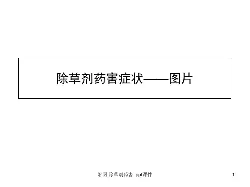 附图除草剂药害 ppt课件