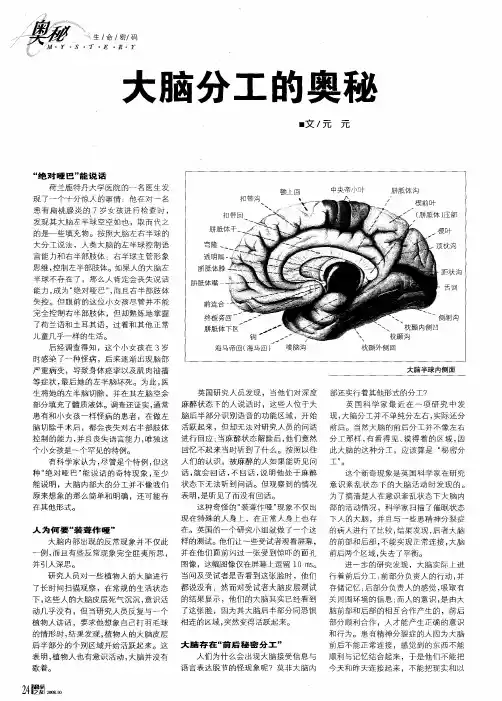 大脑分工的奥秘
