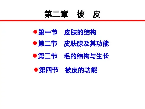 第二章被皮ppt课件