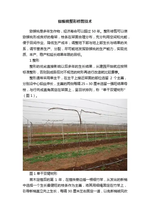 猕猴桃整形修剪技术