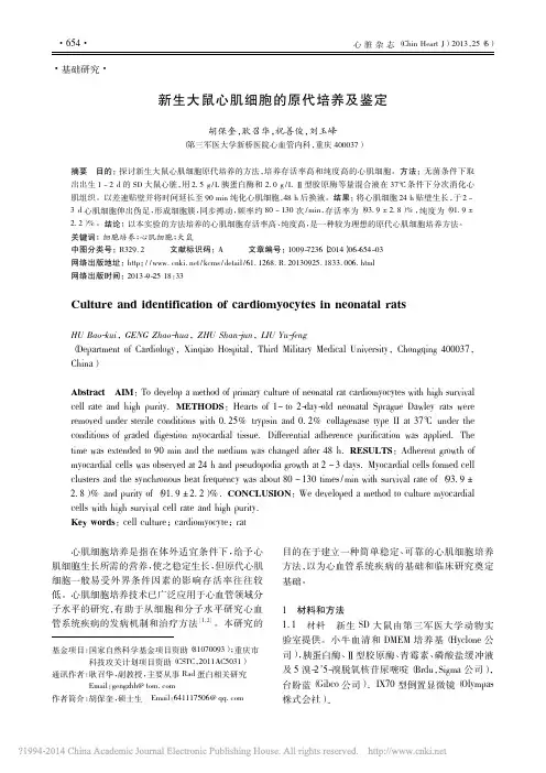 新生大鼠心肌细胞的原代培养及鉴定