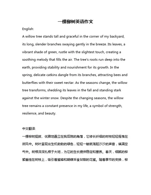 一棵柳树英语作文