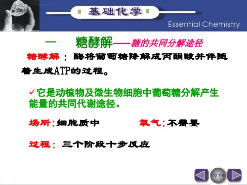 糖代谢课件