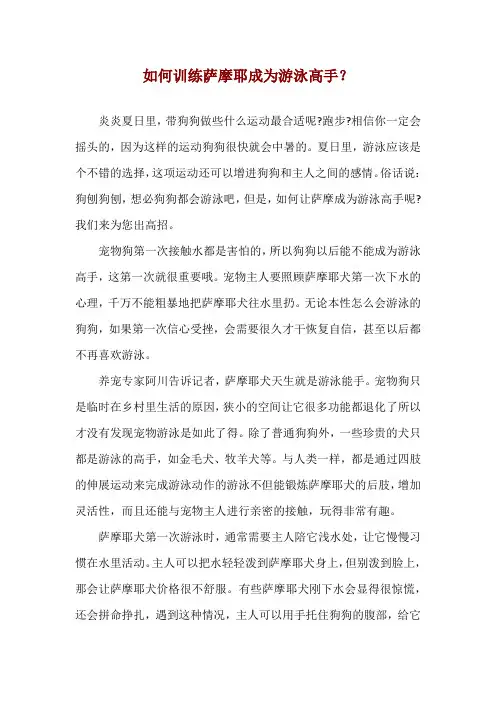 如何训练萨摩耶成为游泳高手？