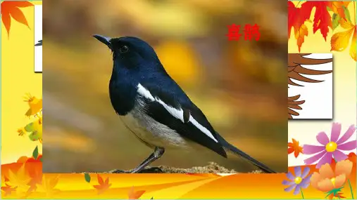 二级语文下册教学课件— 枫树上的喜鹊 —【部编版】