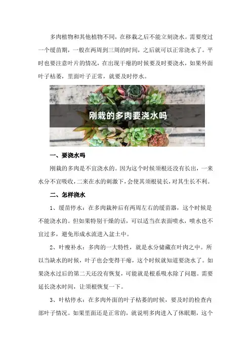 刚栽的多肉要浇水吗