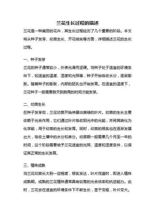 兰花生长过程的描述