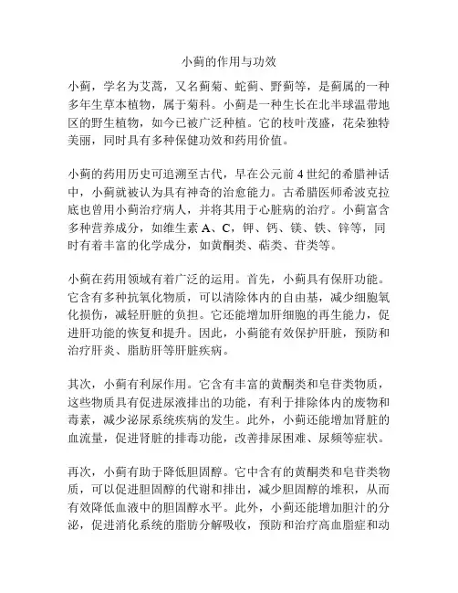 小蓟的作用与功效