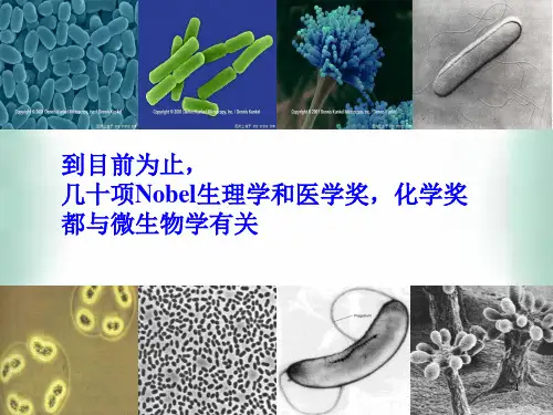 人教版高中生物选修一2.1微生物的实验室培养