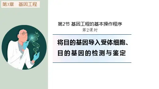 3.2.2将目的基因导入受体细胞目的基因的检测与鉴定课件高二下学期生物人教版选择性必修3