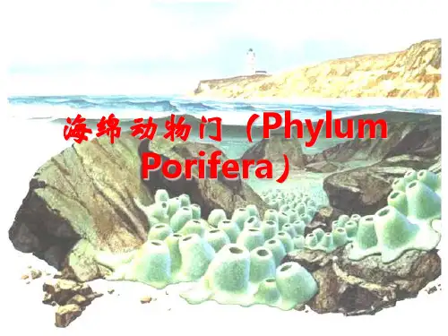 海绵动物门