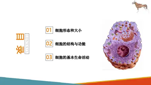 宠物体基本结构—细胞(宠物解剖生理课件)