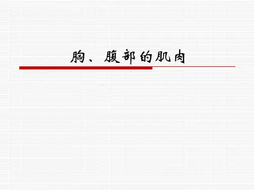 胸、腹部的肌肉