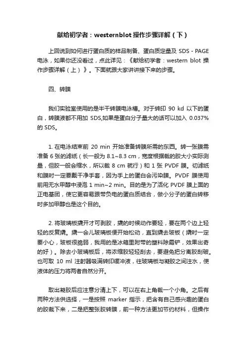 献给初学者：westernblot操作步骤详解（下）