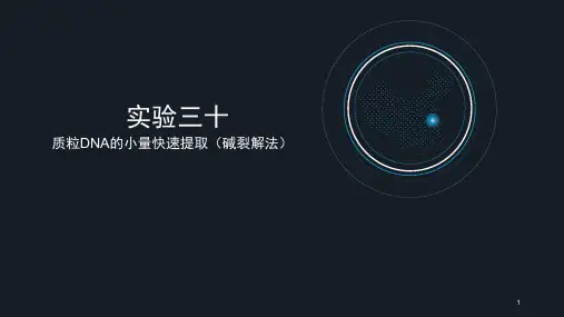 质粒DNA的小量快速提取