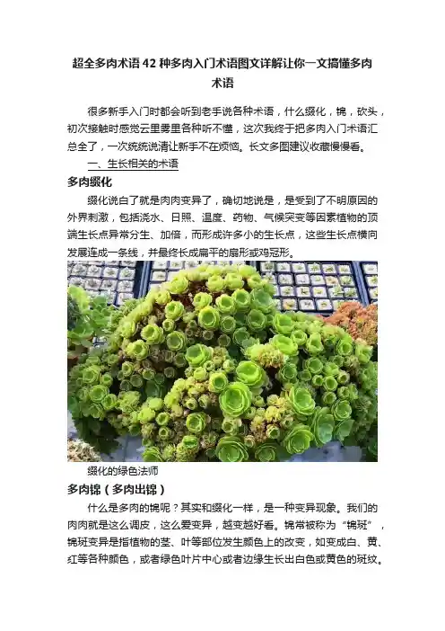 超全多肉术语42种多肉入门术语图文详解让你一文搞懂多肉术语