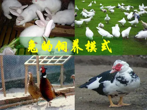 Copy (3) of 特种经济动物养殖-兔