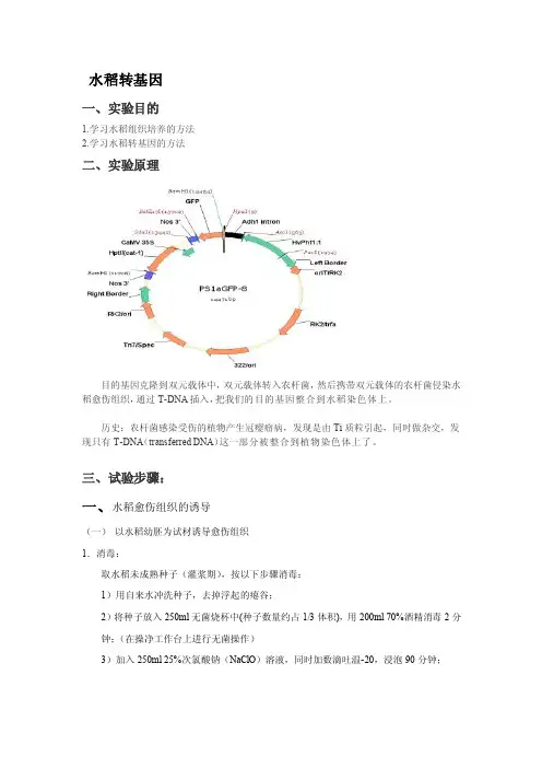 水稻转基因实验方法与步骤[方案]