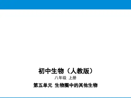 腔肠动物和扁形动物