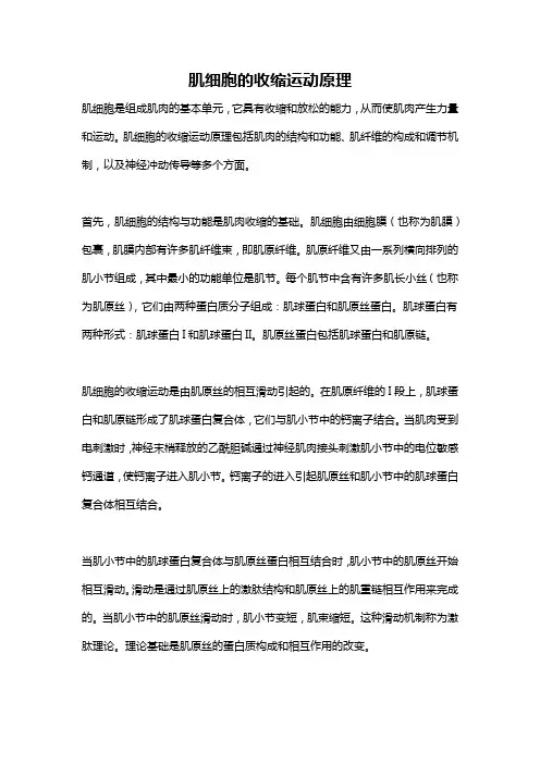 肌细胞的收缩运动原理