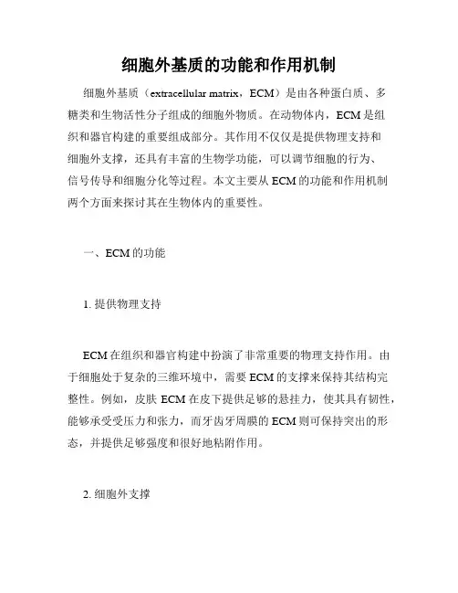 细胞外基质的功能和作用机制