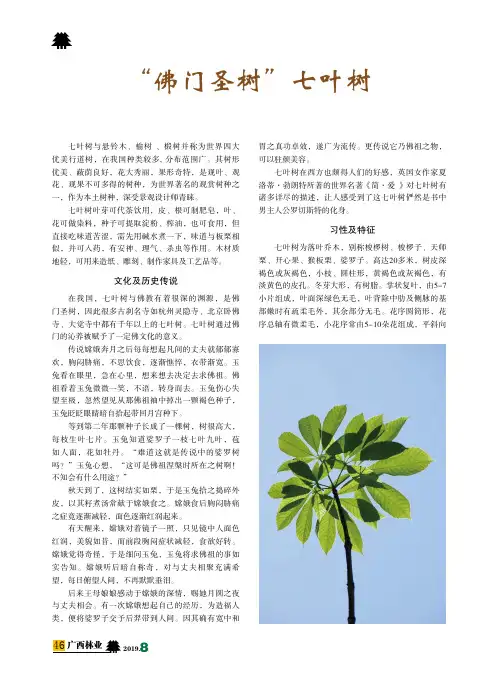 “佛门圣树”七叶树