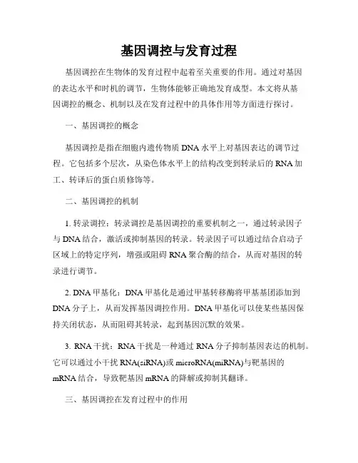 基因调控与发育过程