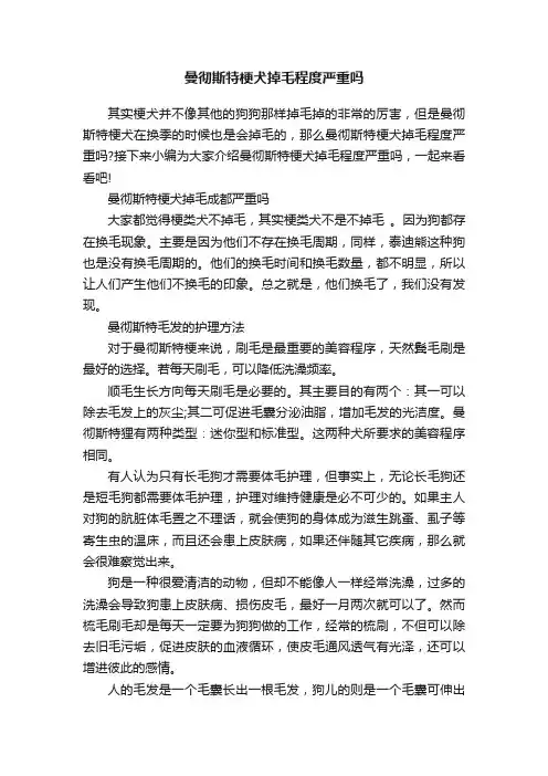 曼彻斯特梗犬掉毛程度严重吗