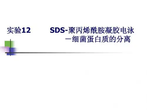 SDS-聚丙烯酰胺凝胶电泳
