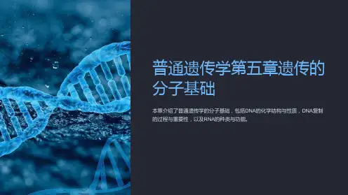 普通遗传学第五章遗传的分子基础