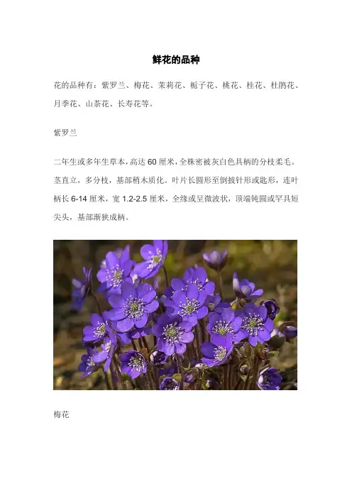 鲜花的品种