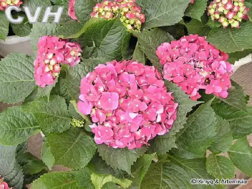 常见有毒植物(中毒相关)