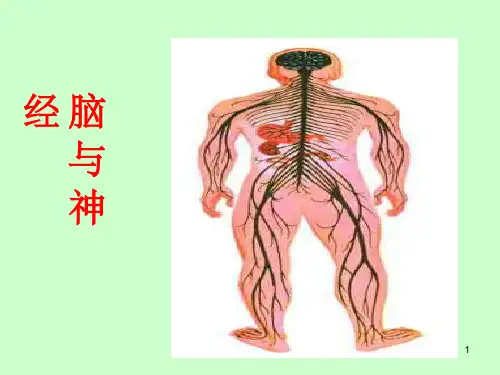 五年级科学《脑与神经》ppt课件