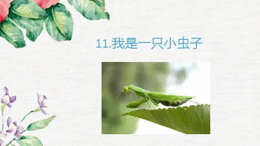 二年级语文下册11我是一只小虫子课件(共23张PPT)
